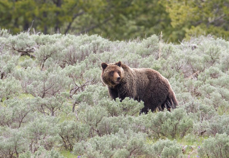 A grizzly in Wyoming.