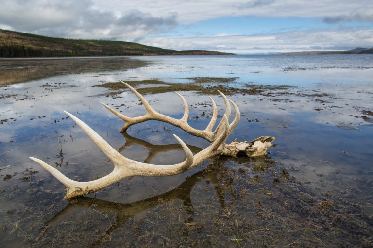 A skull on public land.